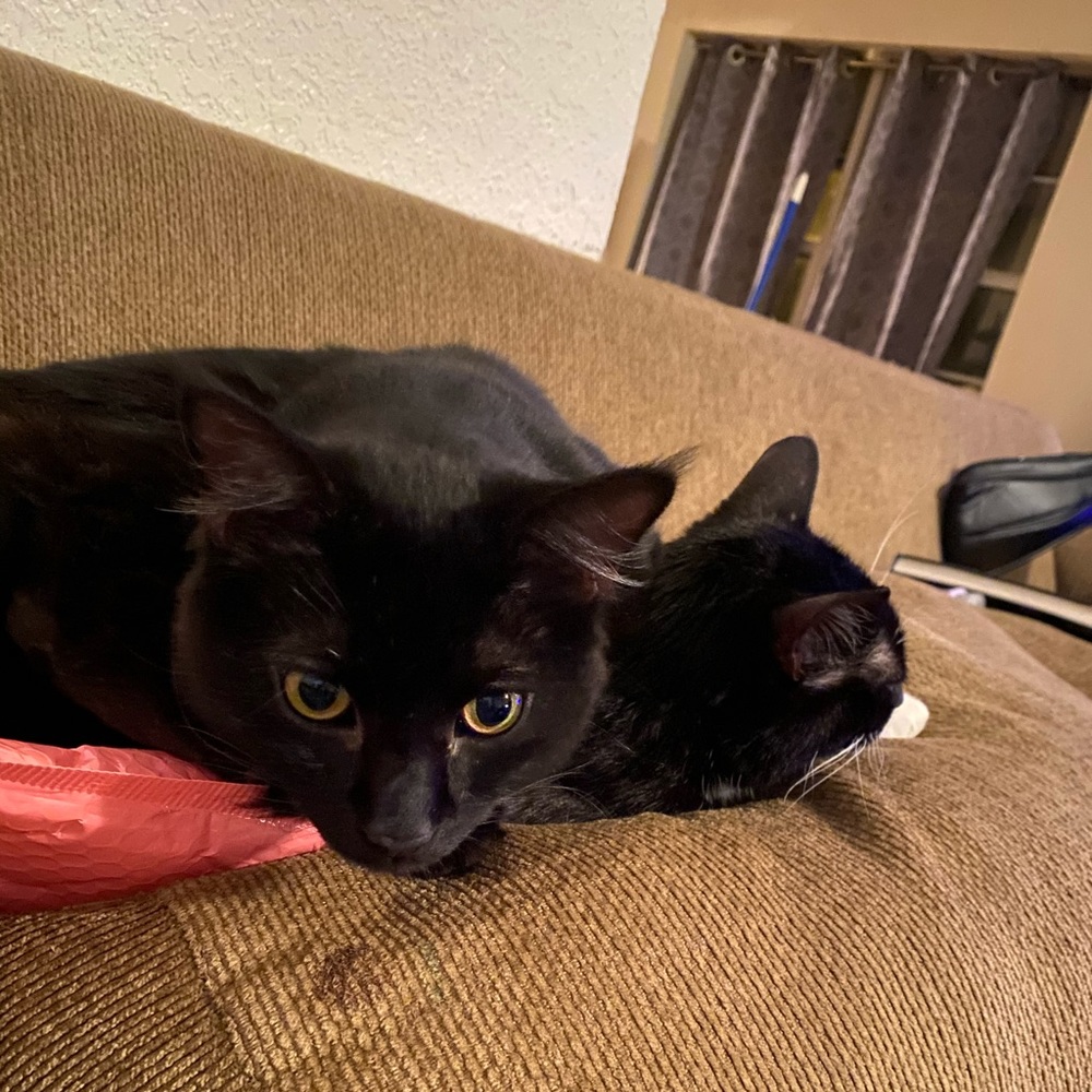 Meet your Posher, Kayla